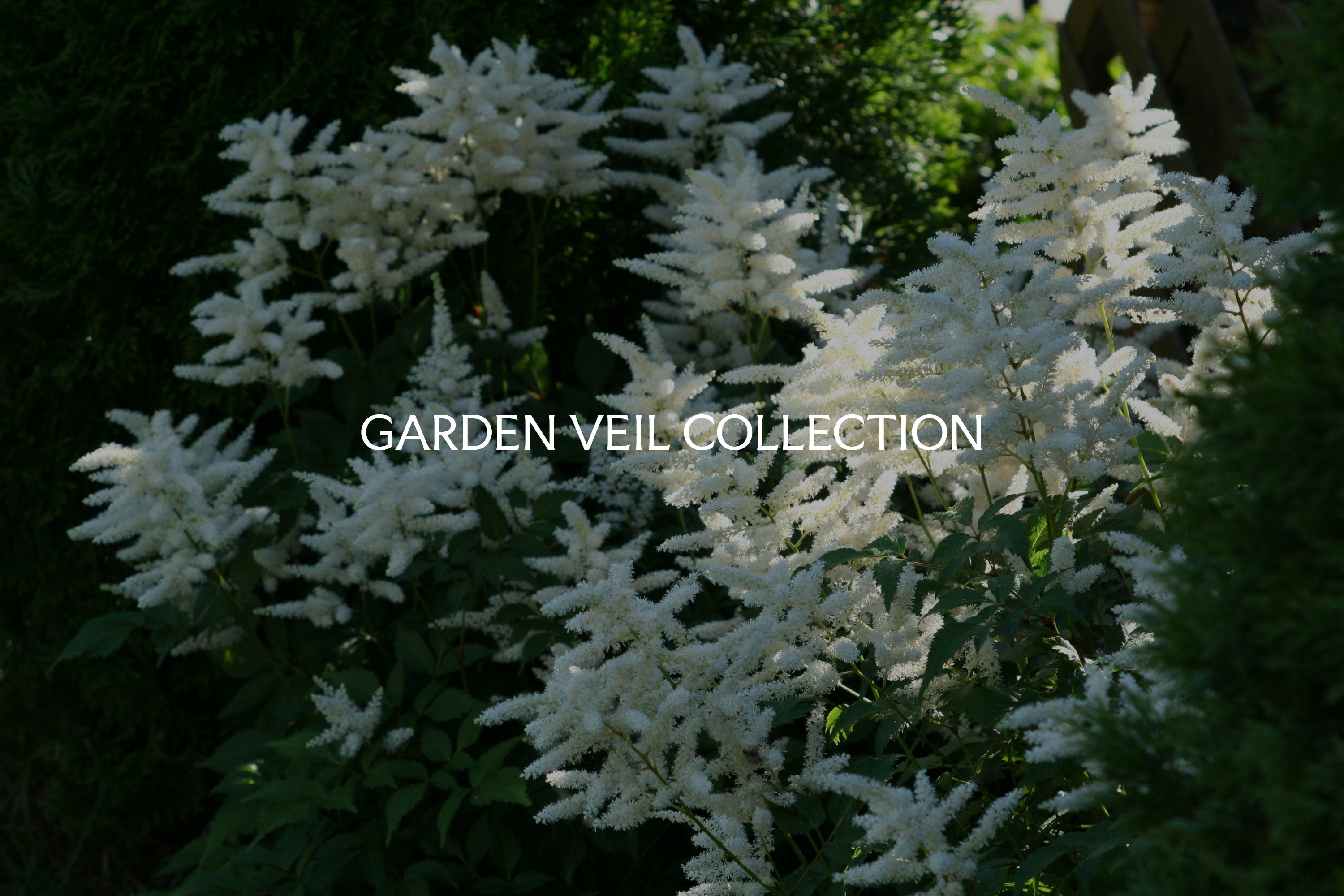Onyx & Sage | The Garden Veil Collection